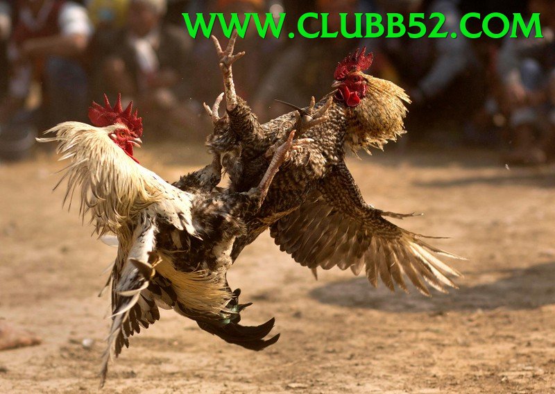 Trường Đấu Đá Gà Chuyên Nghiệp